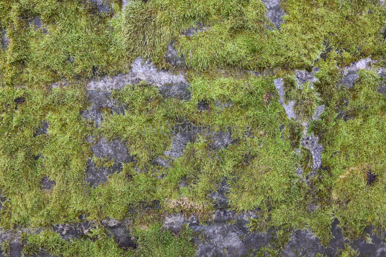Green moss on a brick wall. Mosses are also suitable as greening for a flat roof. The science of mosses is called bryology.