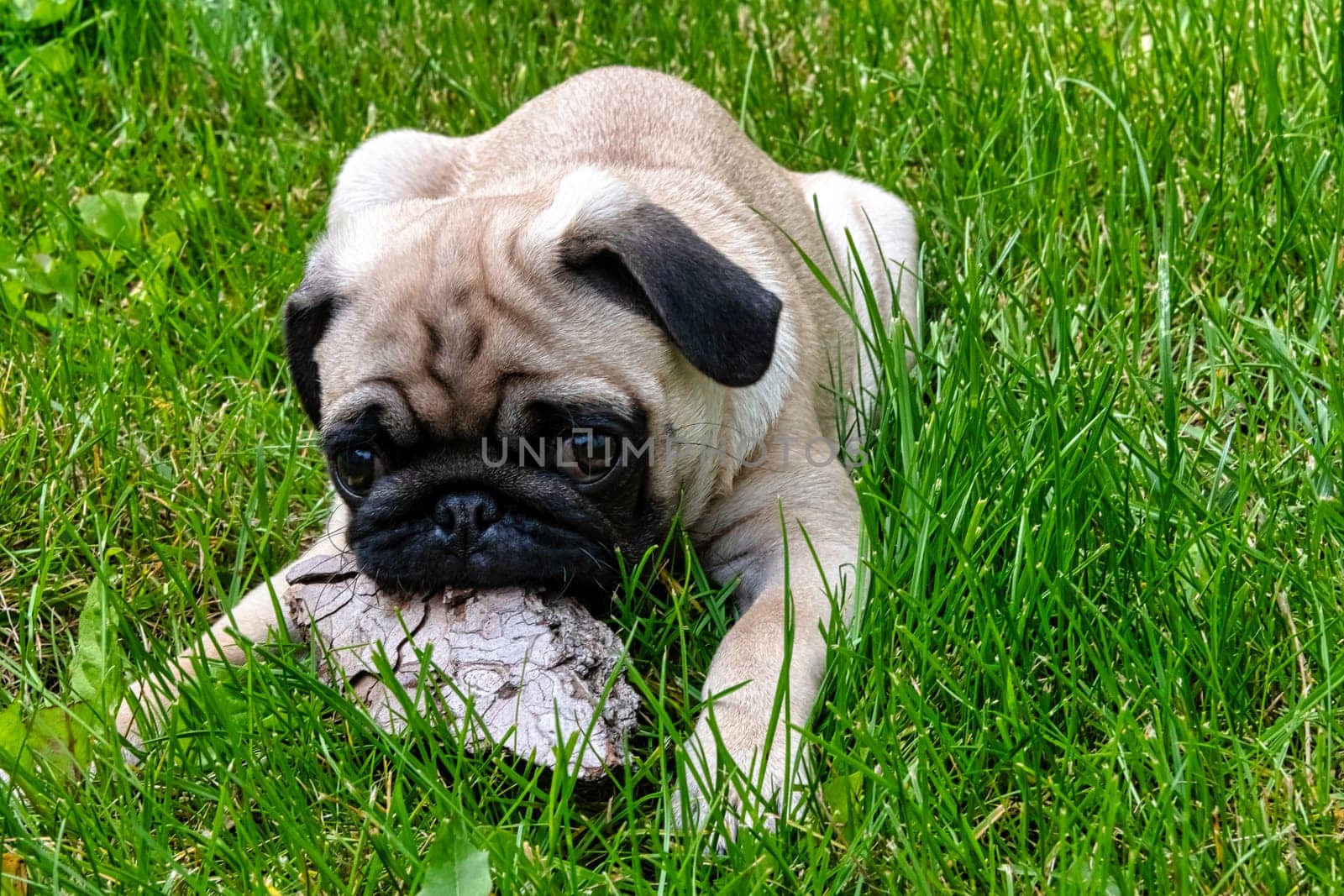 Pug puppy on the walk - Grodzisk Mazowiecki, Masovia, Poland