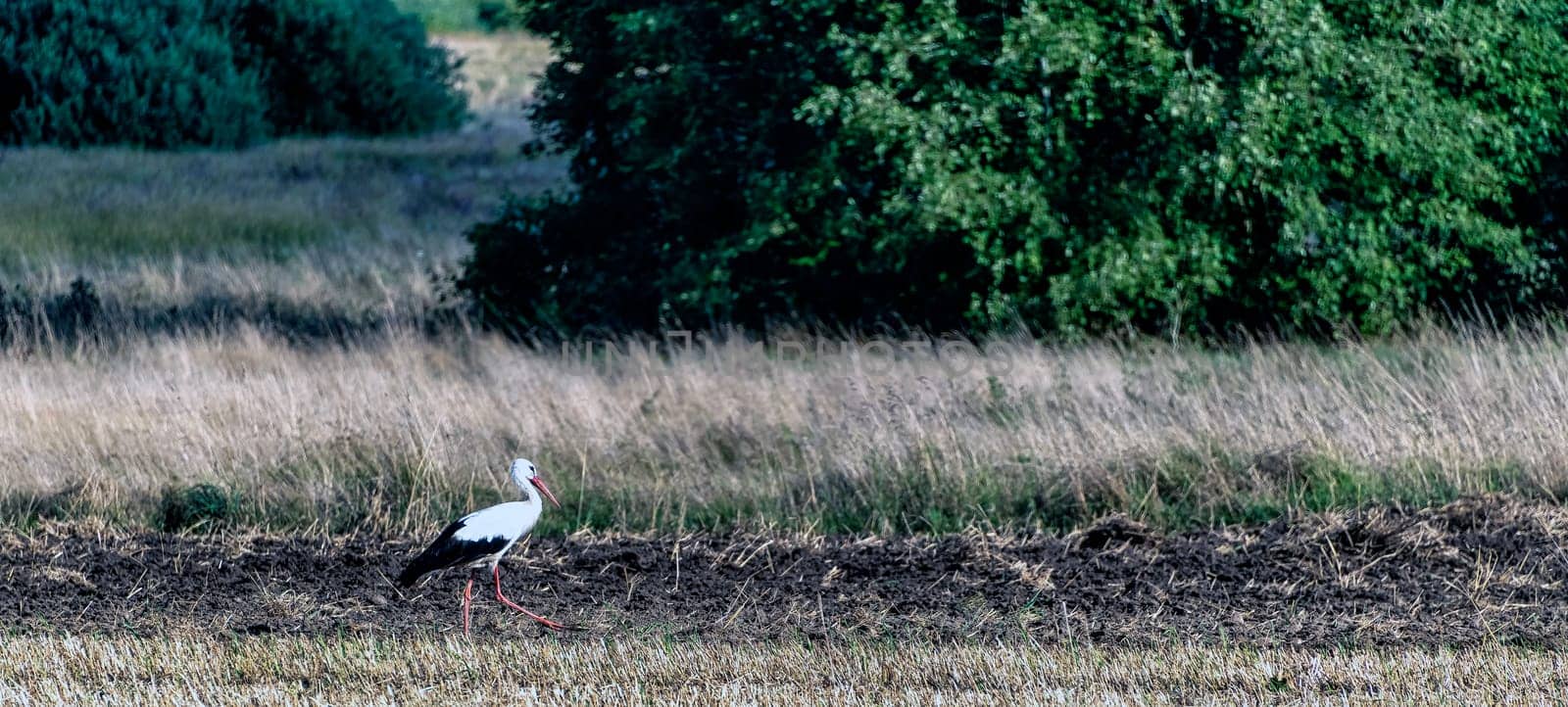Adult white stork (Ciconia ciconia) looking for a diner - Choczewo, Pomerania, Poland