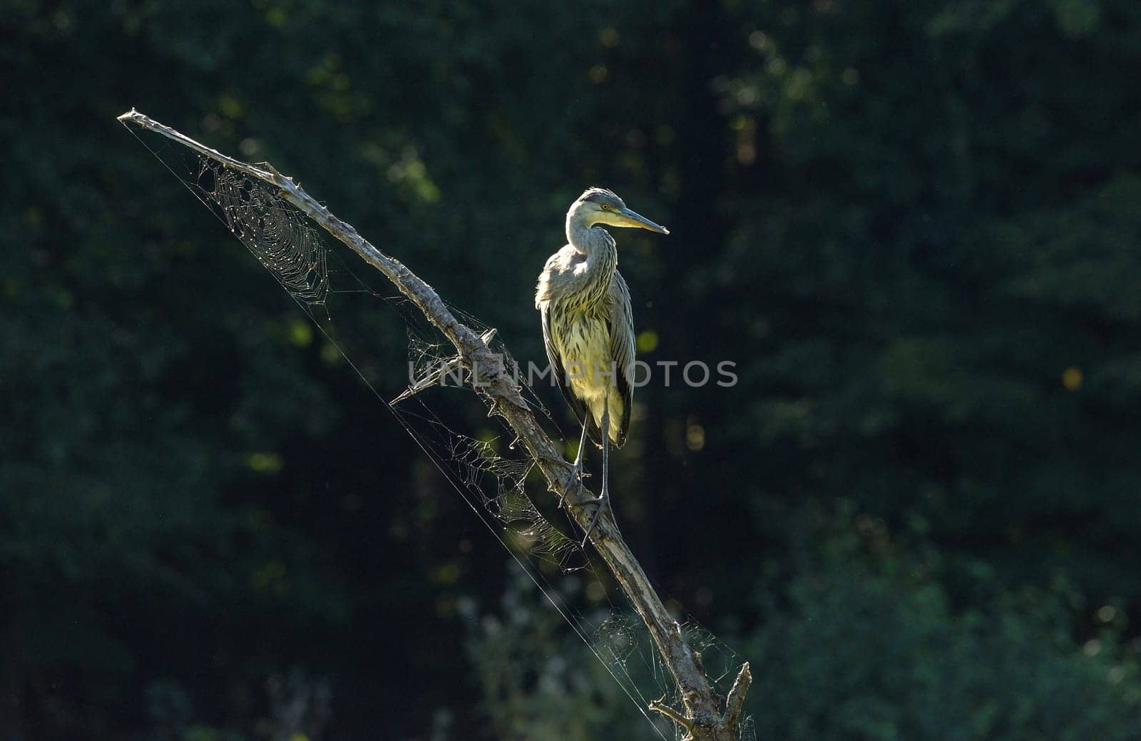 young gray heron sits on a branch