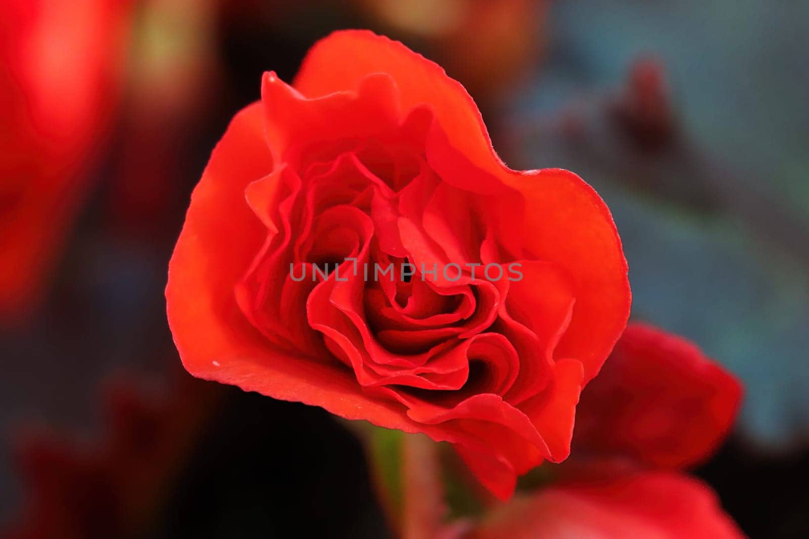 Closeup background of a red begonia flower.