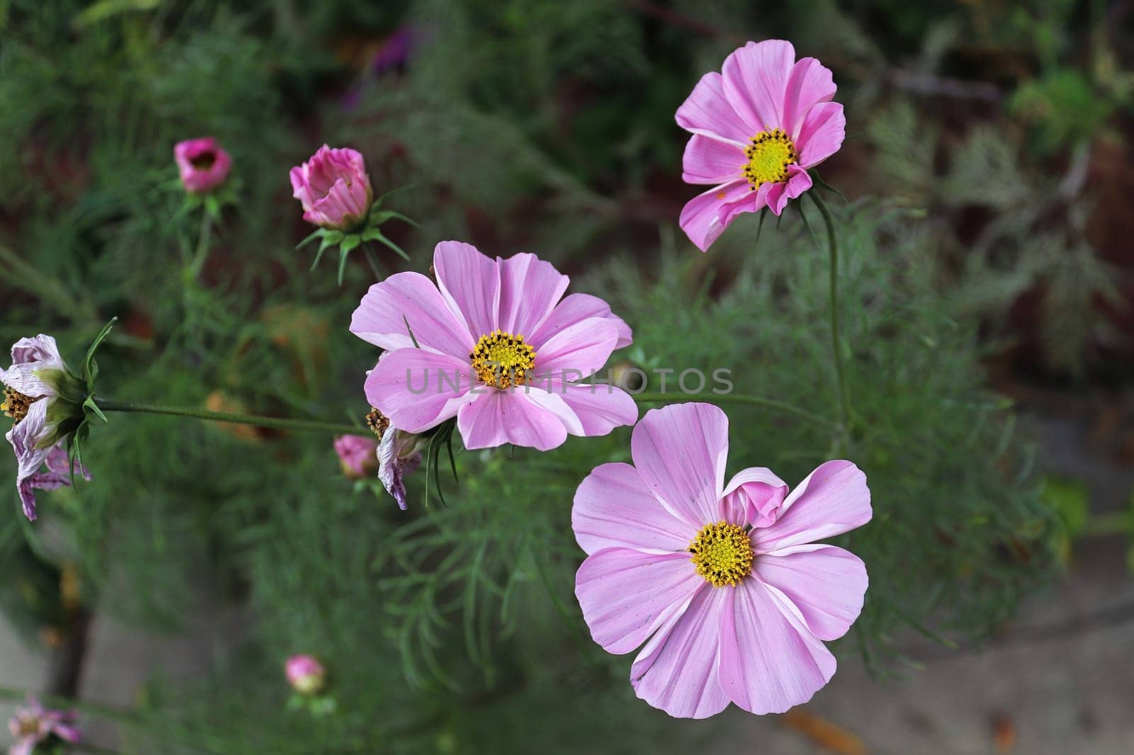 Pink cosmos flowers growing in a flower garden.