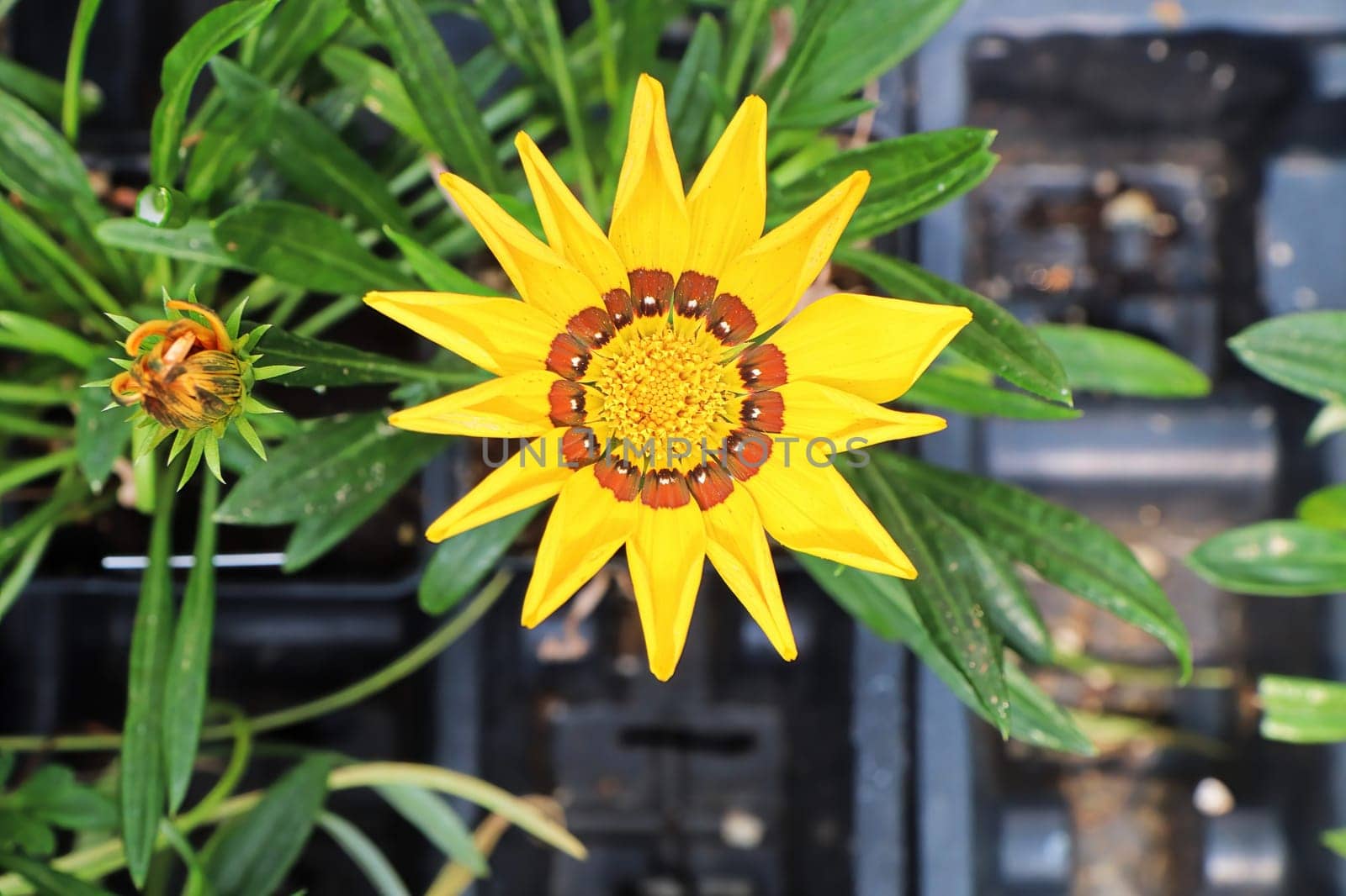 Closeup of a yellow African Daisy flower.