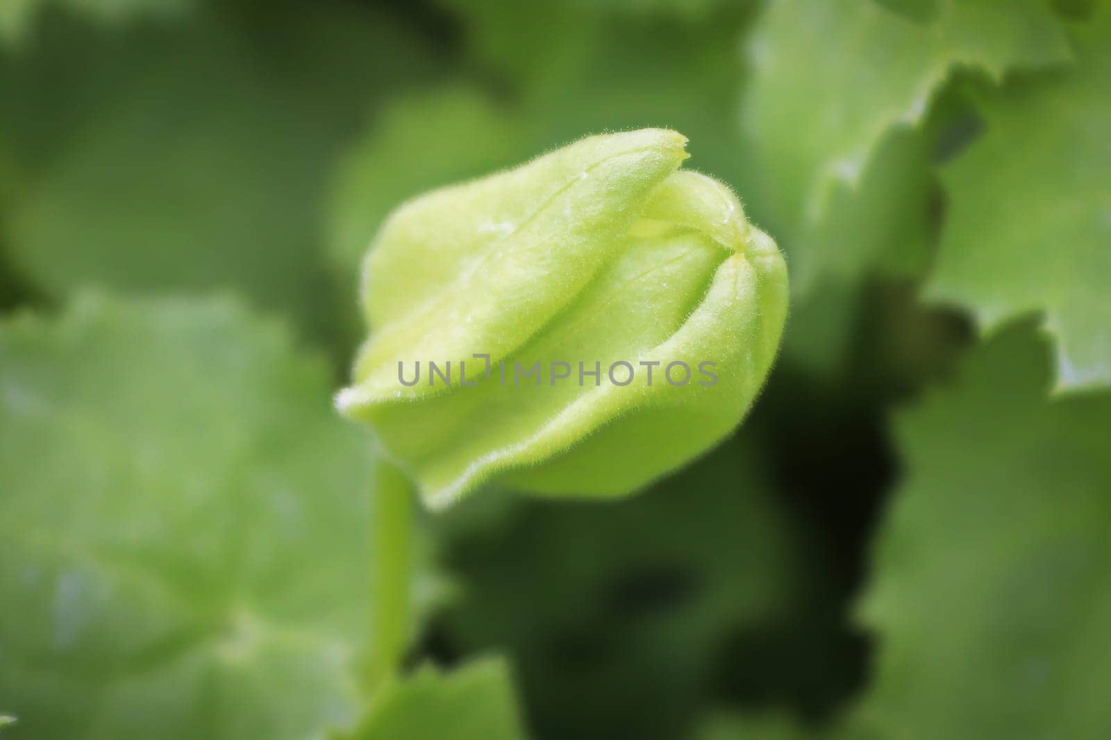 Macro of a bud on a creeping gloxinia flower.