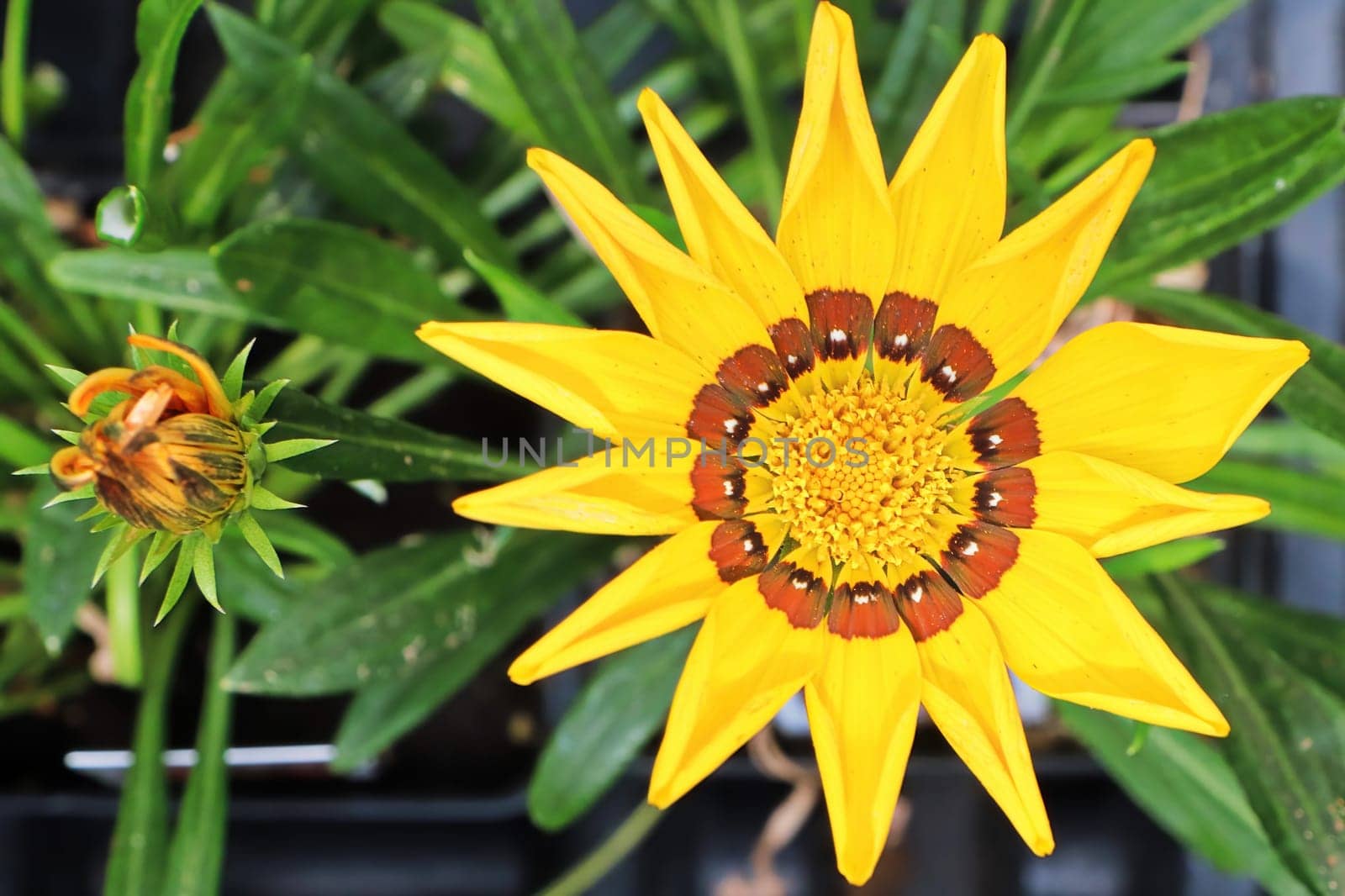 Closeup of a yellow African Daisy flower.