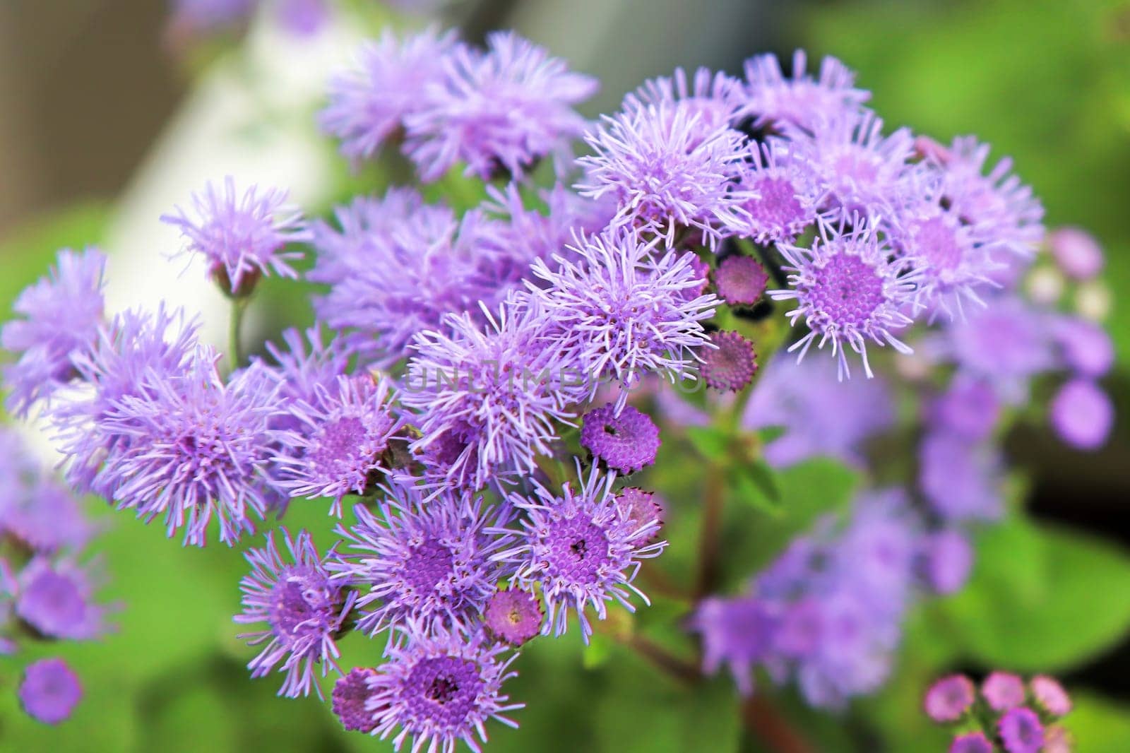 Macro of the pink flowers on a ageratum plant.