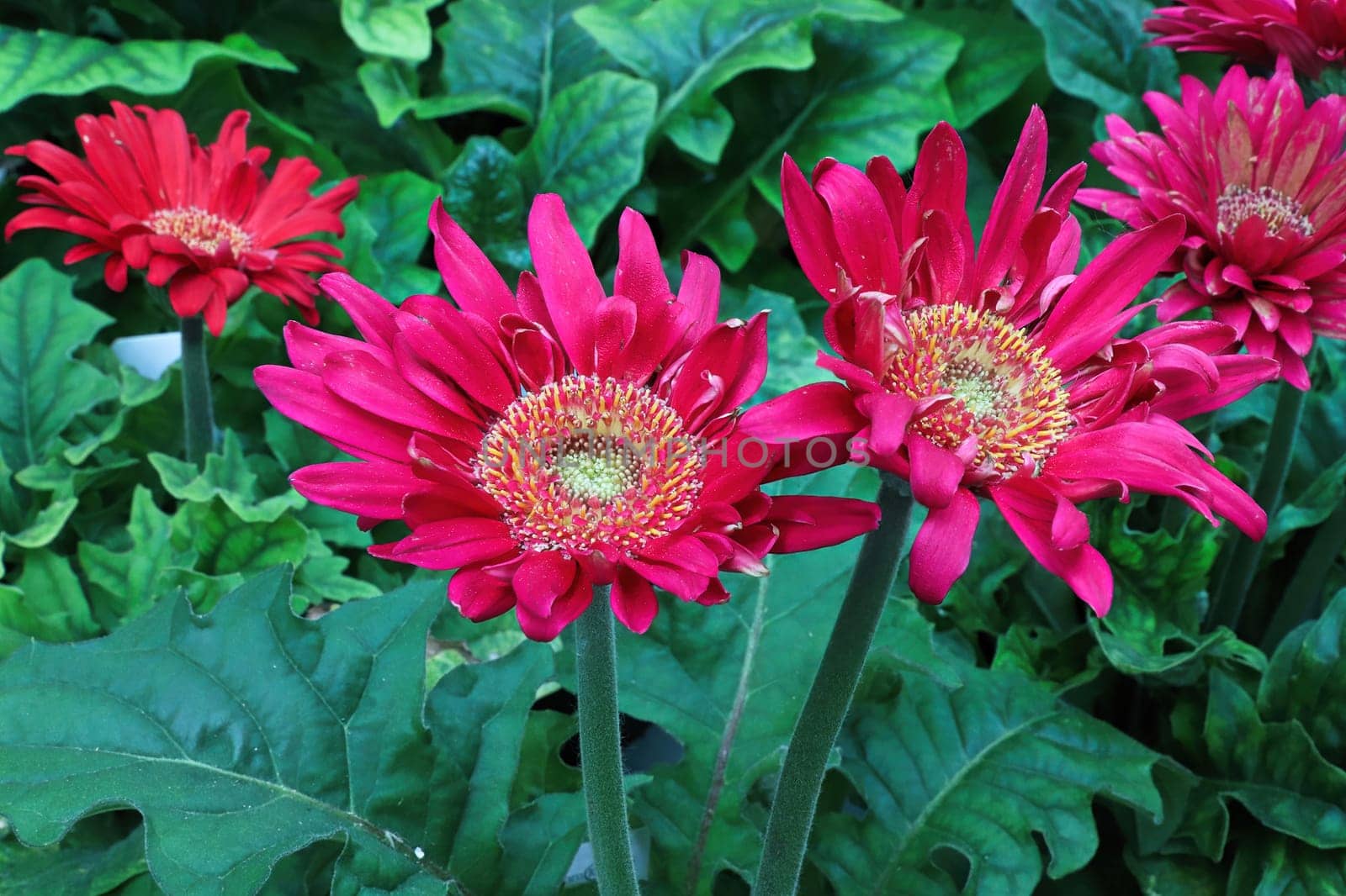 Closeup view of pink gerbera daisy flowers.