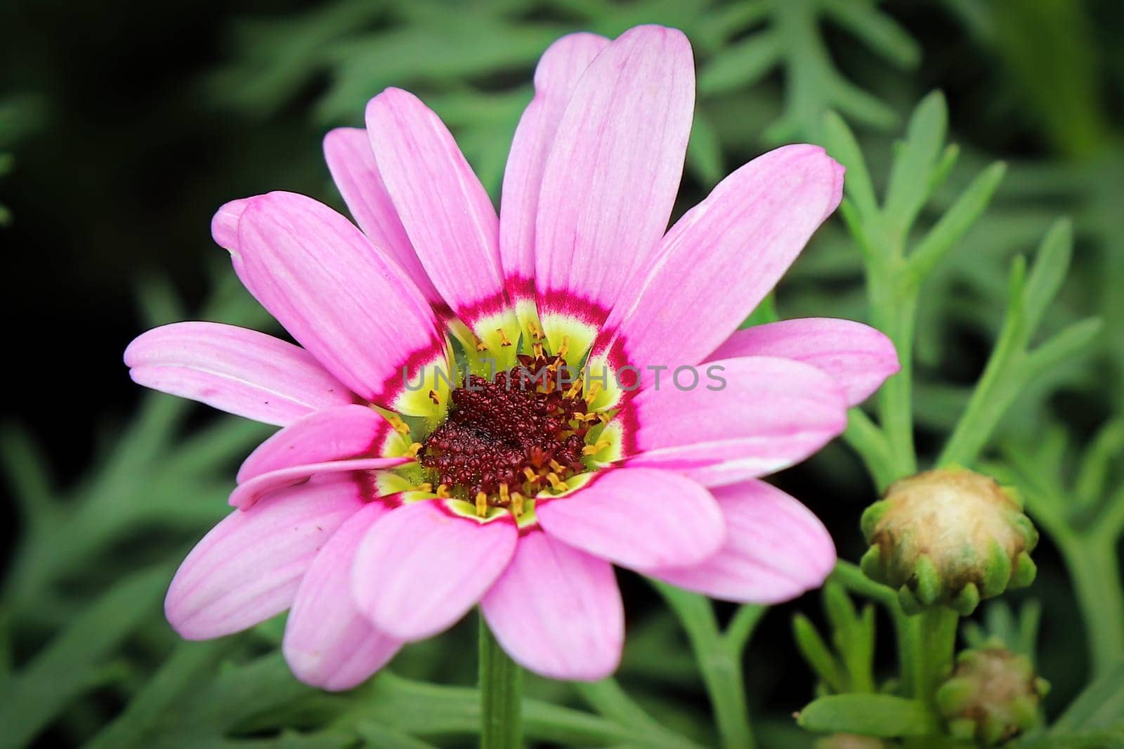 Macro view of a pink and yellow grand daisy flower.