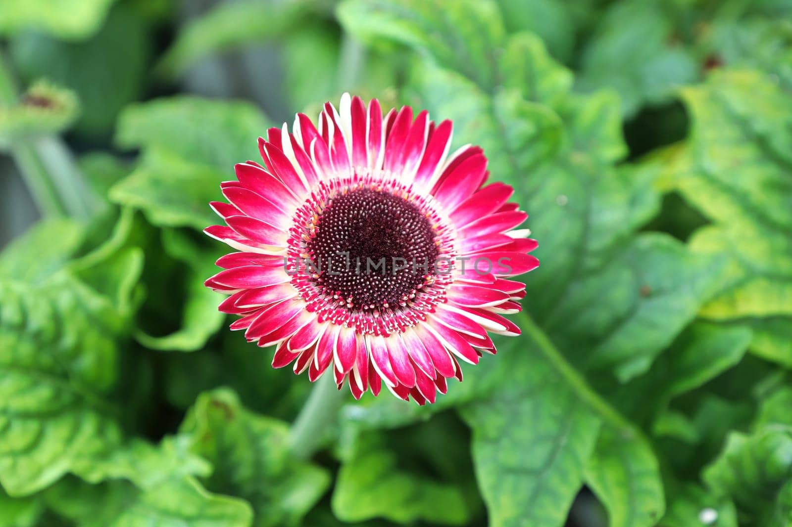 Closeup view a of pink gerbera daisy flower.