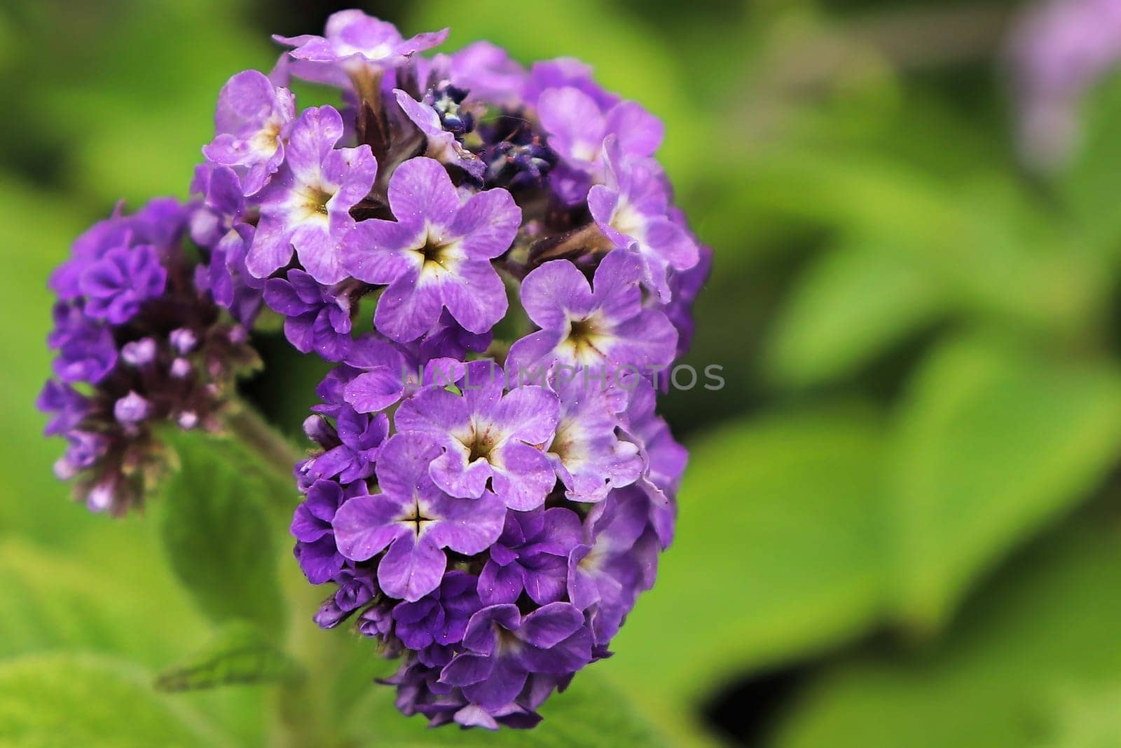 Macro of a puple heliotrope flower cluster with leaves.