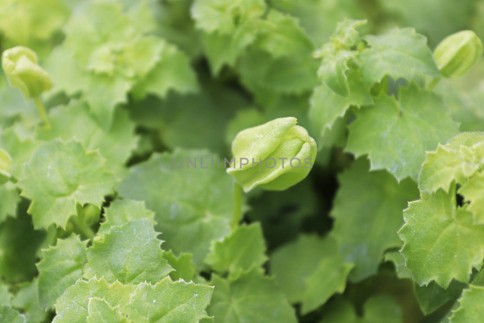 Closeup of buds on a creeping gloxinia flower.