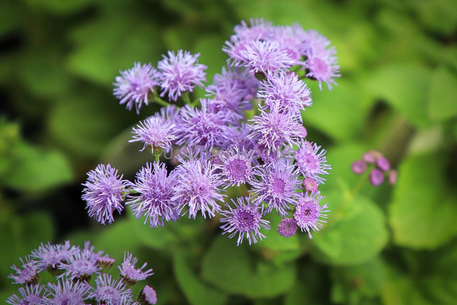 Closeup of the pink flowers on a ageratum plant.