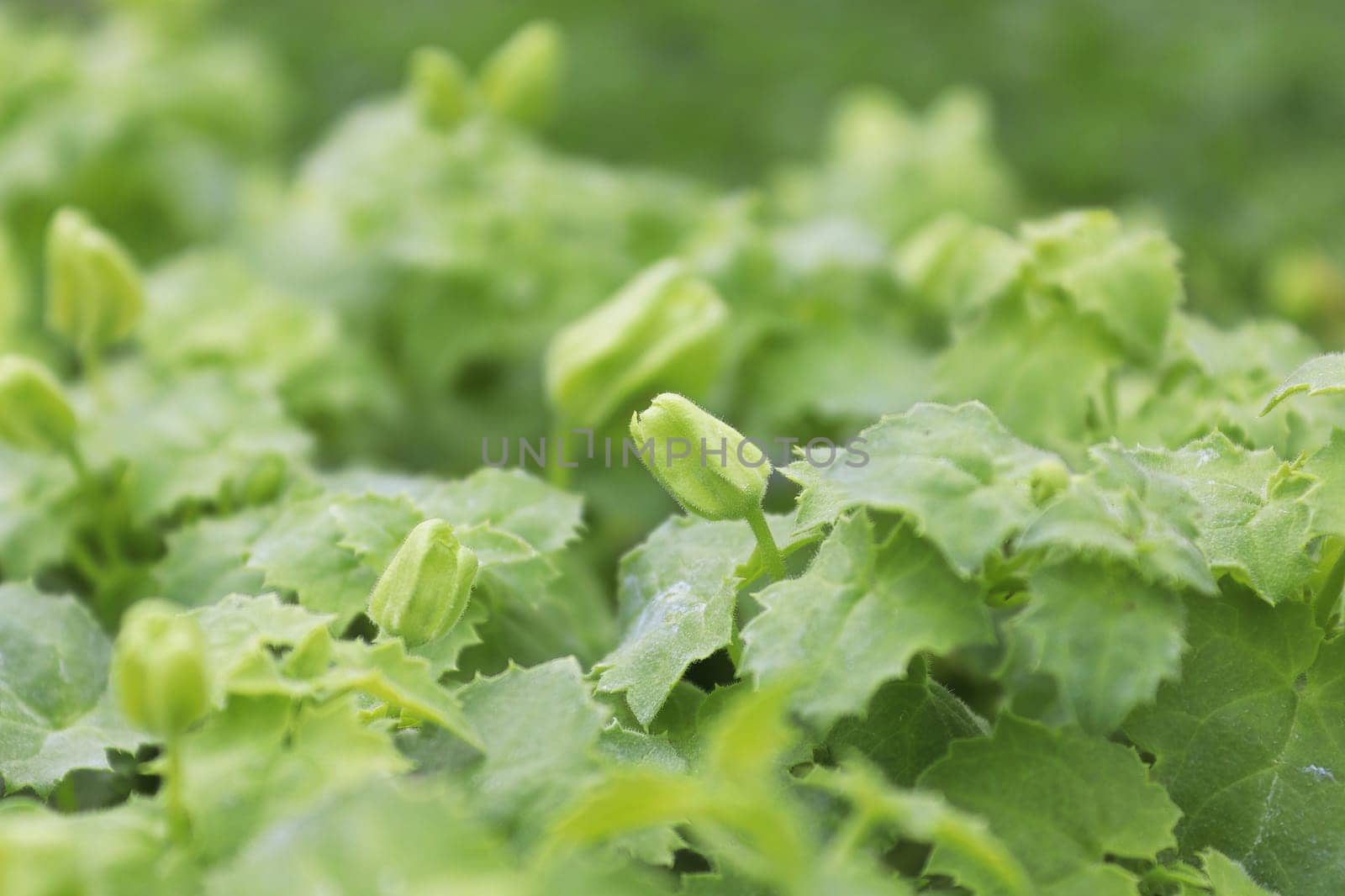Closeup of buds on a creeping gloxinia plant.