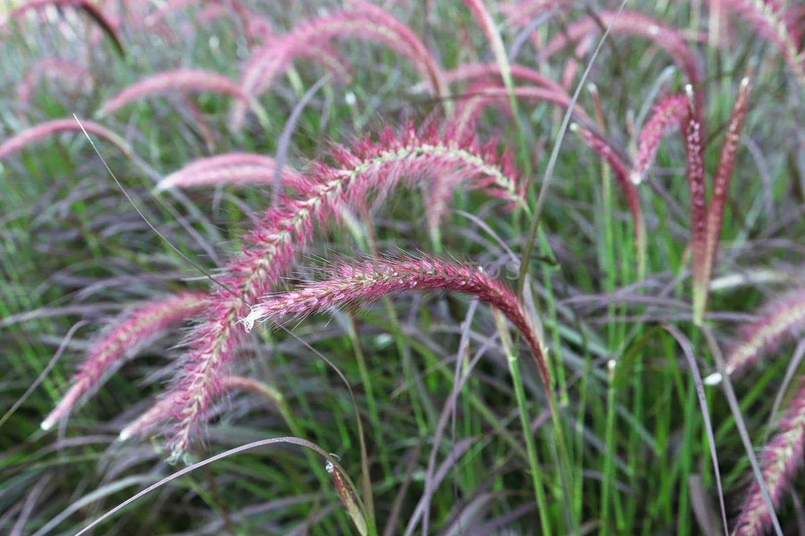 Closeup view of purple fountain grass plumes.
