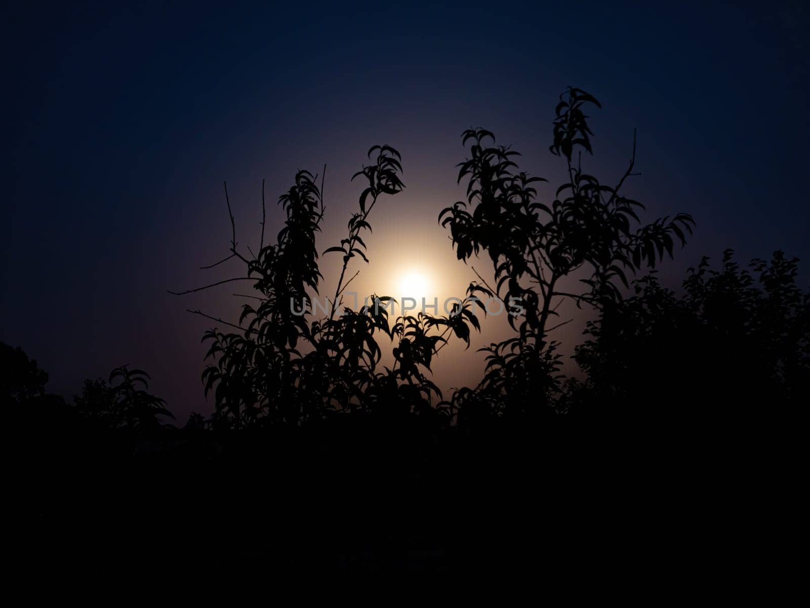 Moonlight in the night through the branches of trees. Lunar glow. Night darkness. Tree branches. Natural landscape. Horizon. Background image.
