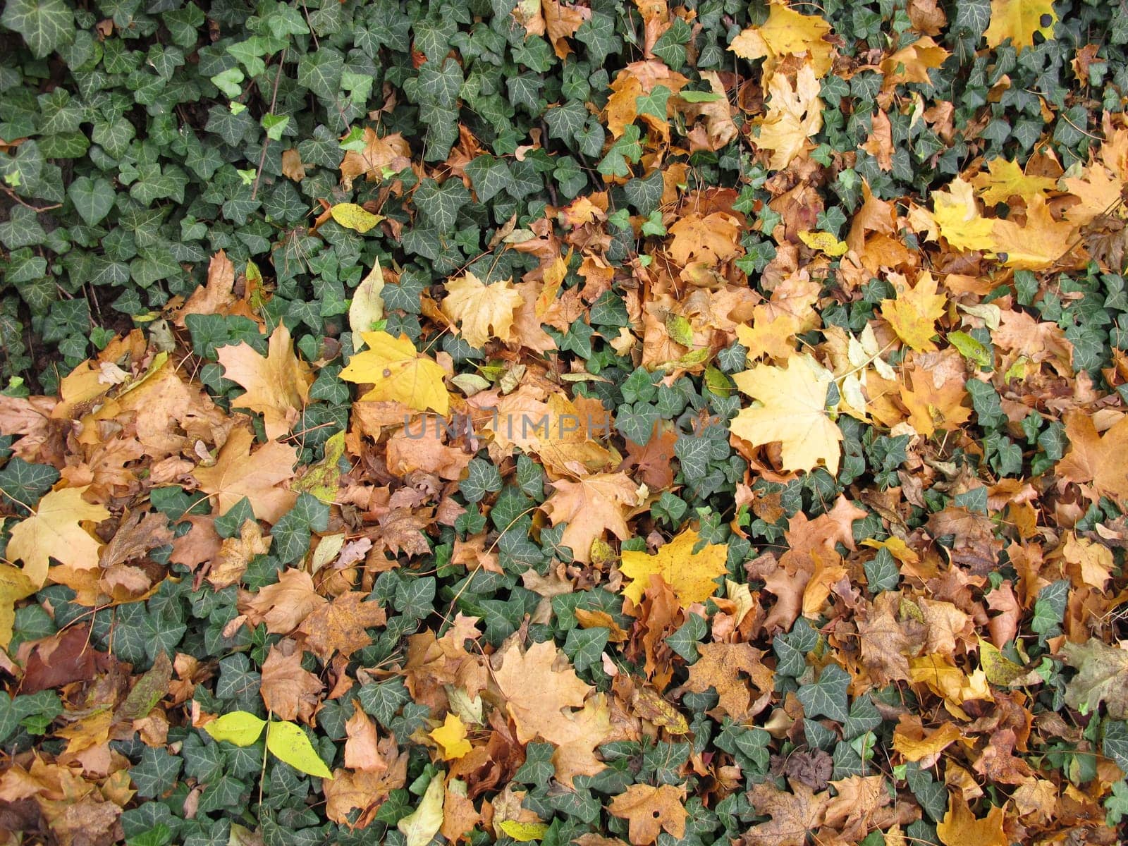 Ground with ivy and maple leaves in late autumn in the garden