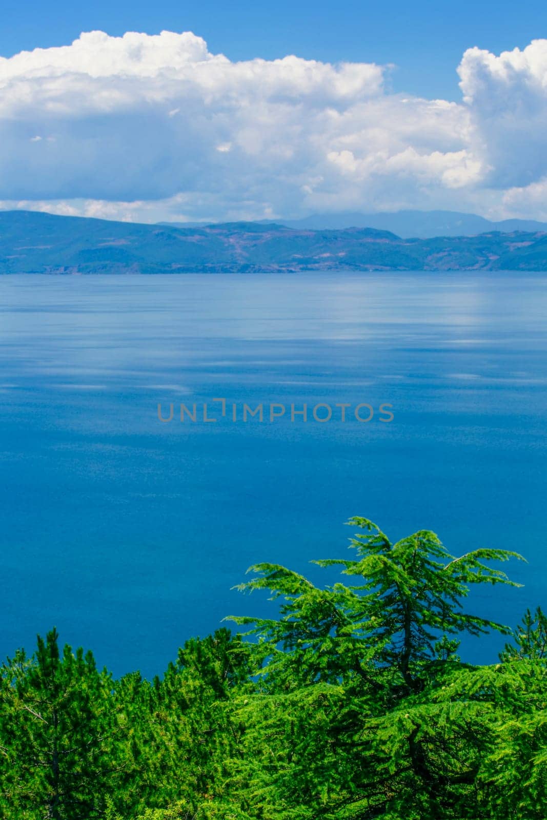 The panoramic mediterranean blue sea and sky amd green Pine trees