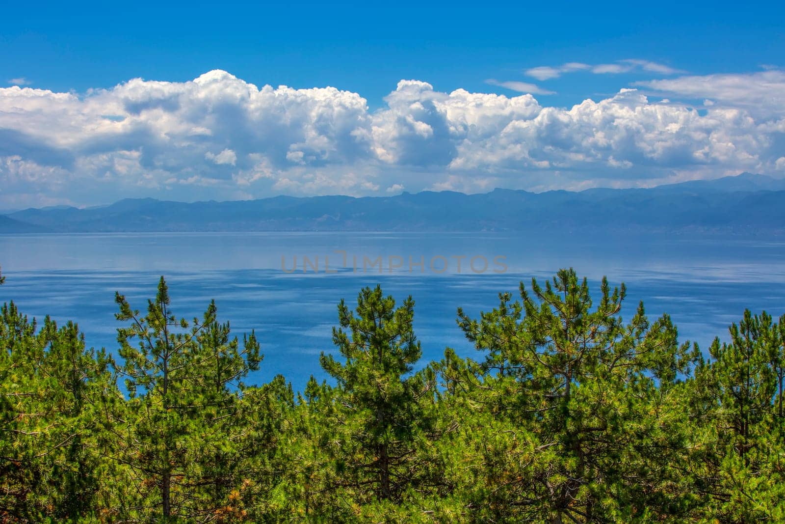 The panoramic mediterranean blue sea and sky amd green Pine trees