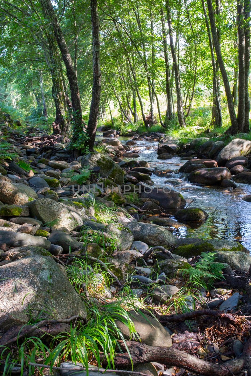 Alder tree forest at Ribera de Acebo river. Exceptional nature spot in the heart of Sierra de Gata, Caceres, Extremadura, Spain