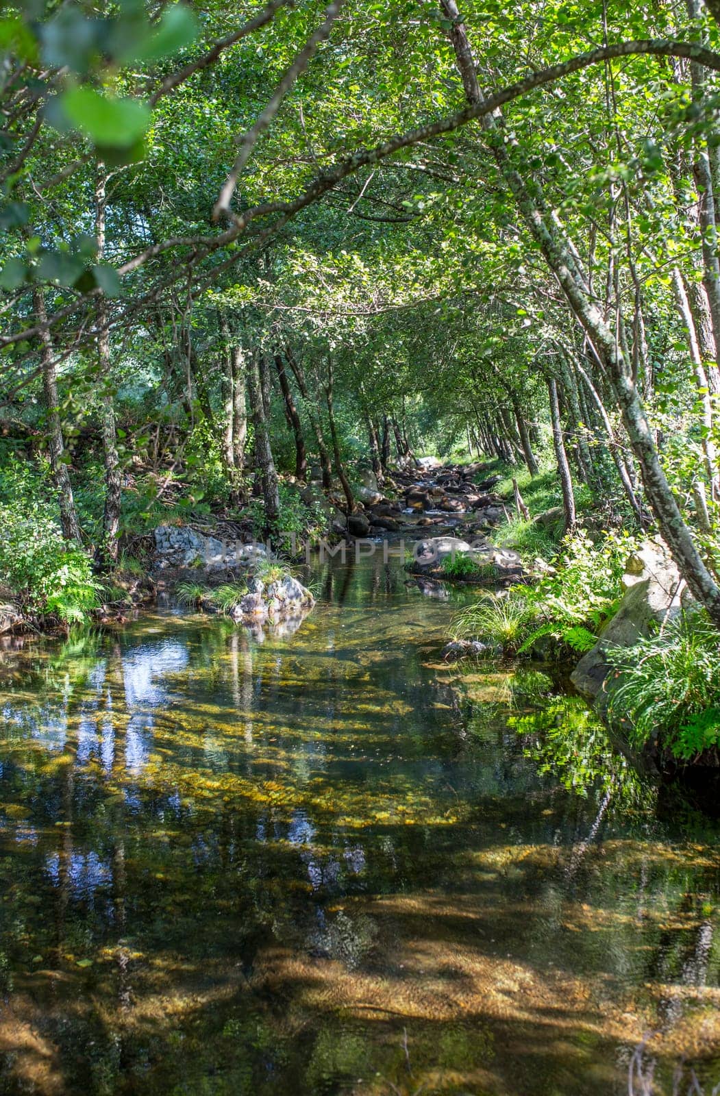 Barrel vault forest at Ribera de Acebo river. Exceptional nature spot in the heart of Sierra de Gata, Caceres, Extremadura, Spain
