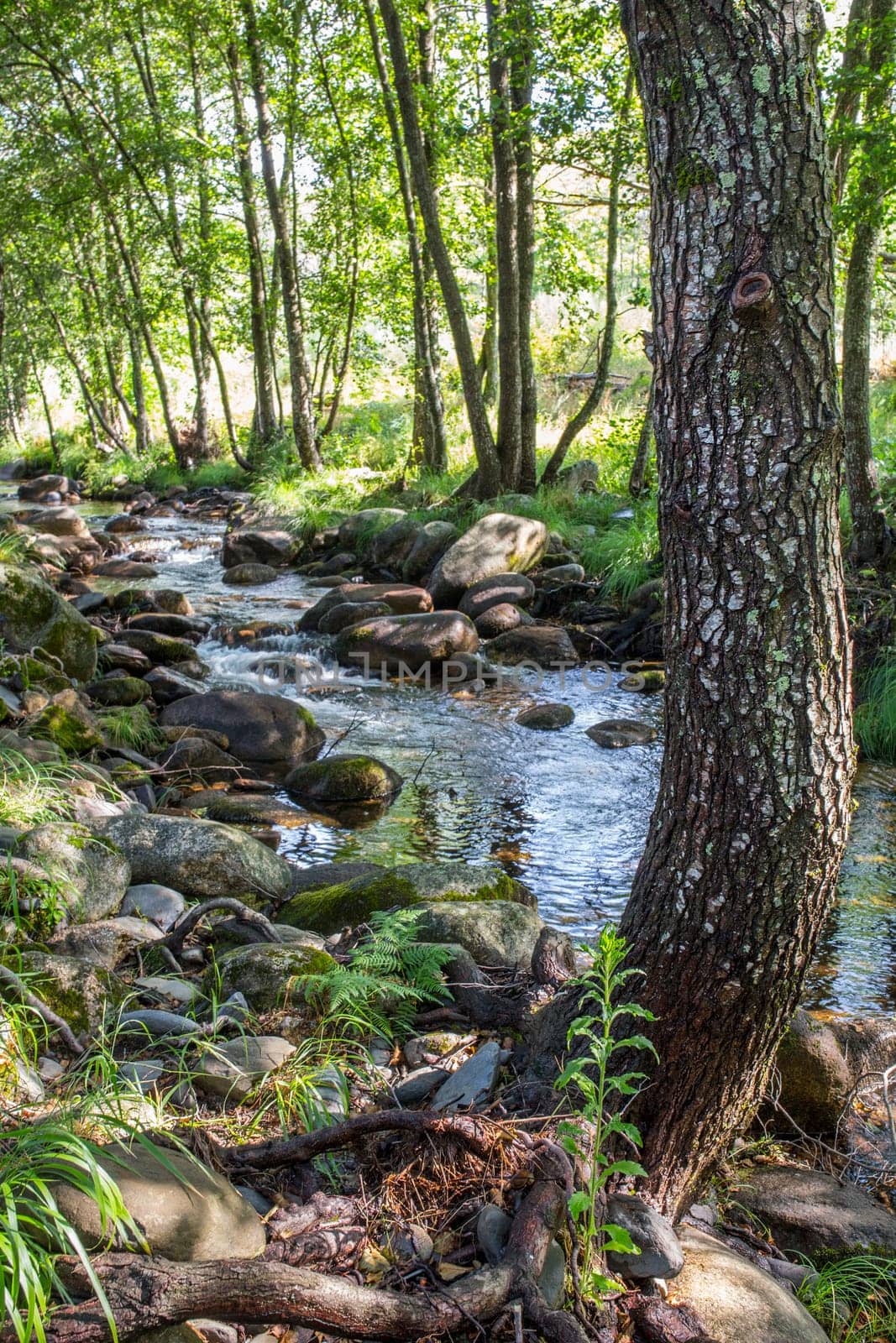 Alder tree forest at Ribera de Acebo river. Exceptional nature spot in the heart of Sierra de Gata, Caceres, Extremadura, Spain