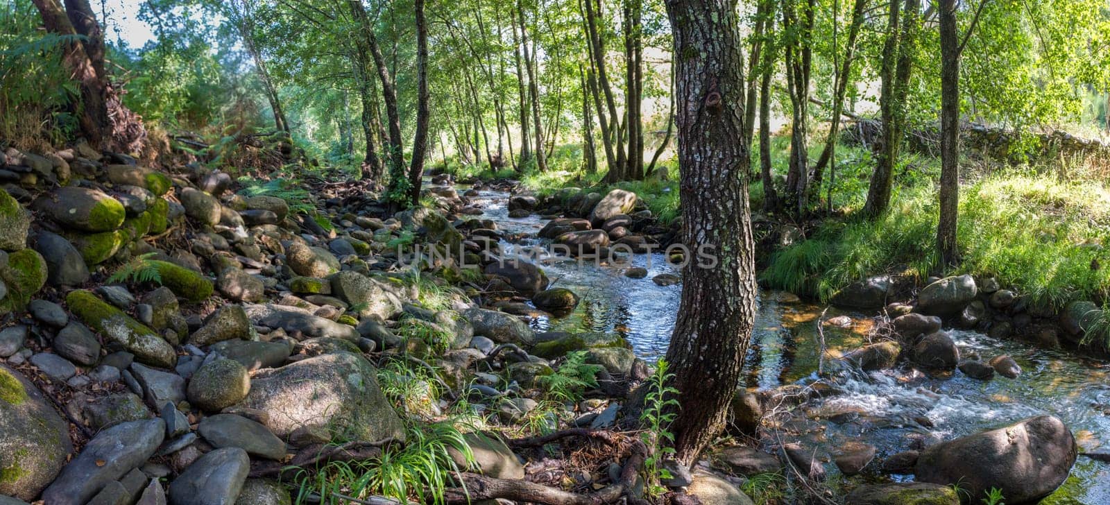 Alder tree forest at Ribera de Acebo river. Exceptional nature spot in the heart of Sierra de Gata, Caceres, Extremadura, Spain