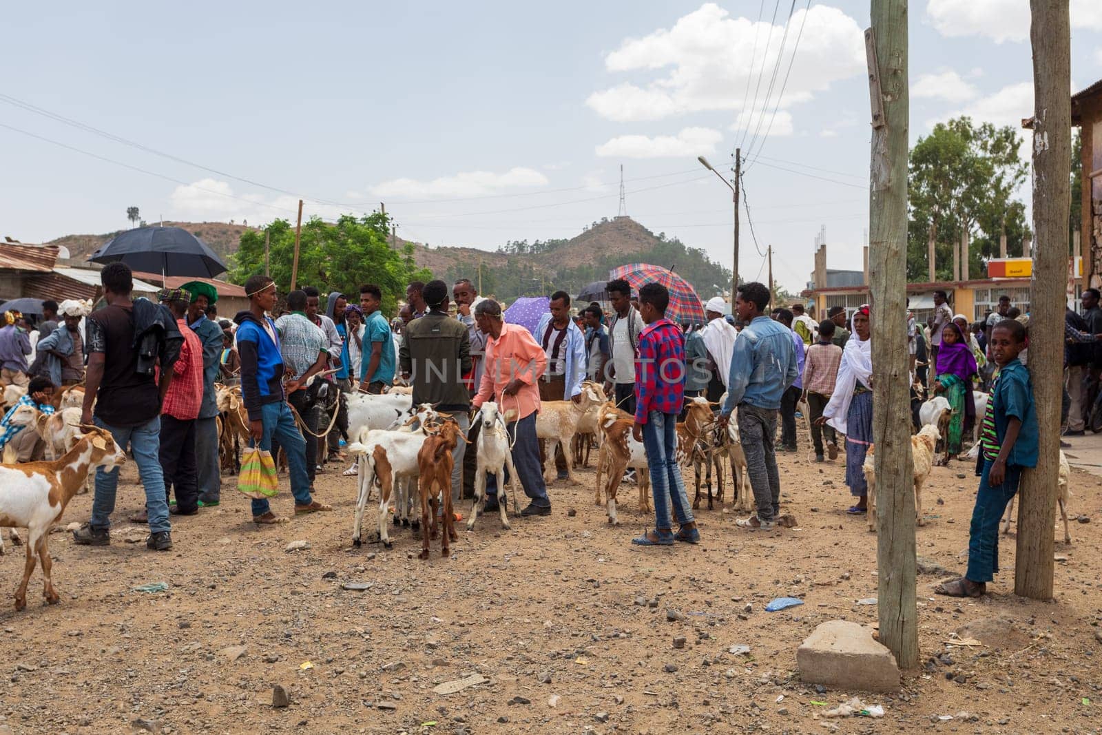 AXUM, ETHIOPIA, APRIL 27th 2019: Ethiopian people selling animal on local animal market, on the main street of Aksum on April 27, 2019 in Aksum, Ethiopia Africa