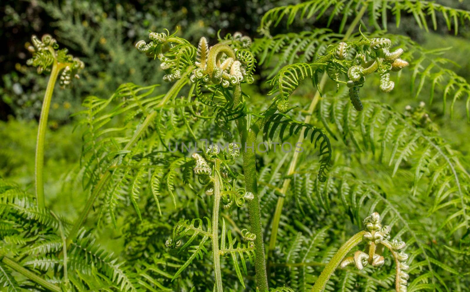 Common bracken at Ribera de Acebo river. Exceptional nature spot in the heart of Sierra de Gata, Caceres, Extremadura, Spain