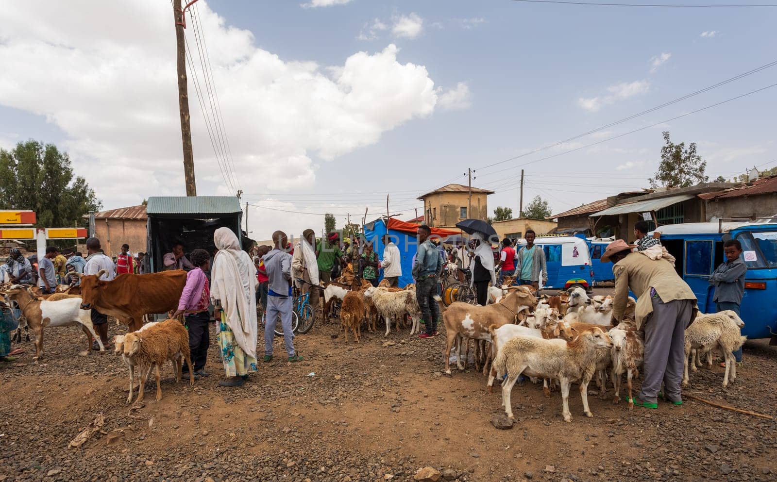 AXUM, ETHIOPIA, APRIL 27th 2019: Tigray native people selling animal on local animal market, on the main street of Aksum on April 27, 2019 in Aksum, Ethiopia Africa