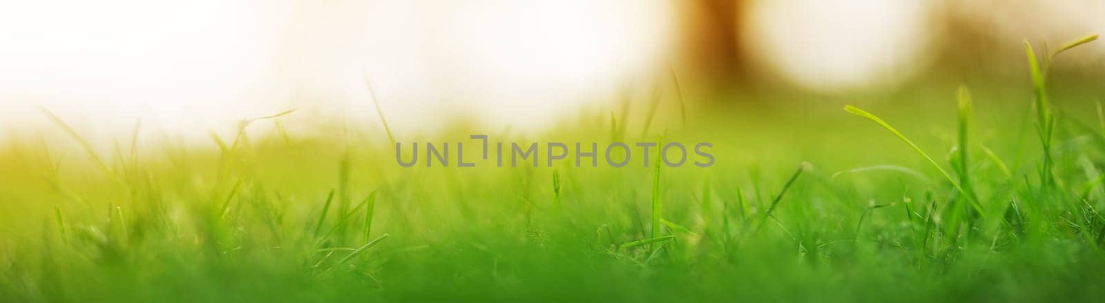 Close-up panoramic view of the green grass in the park. Grassland in nature.