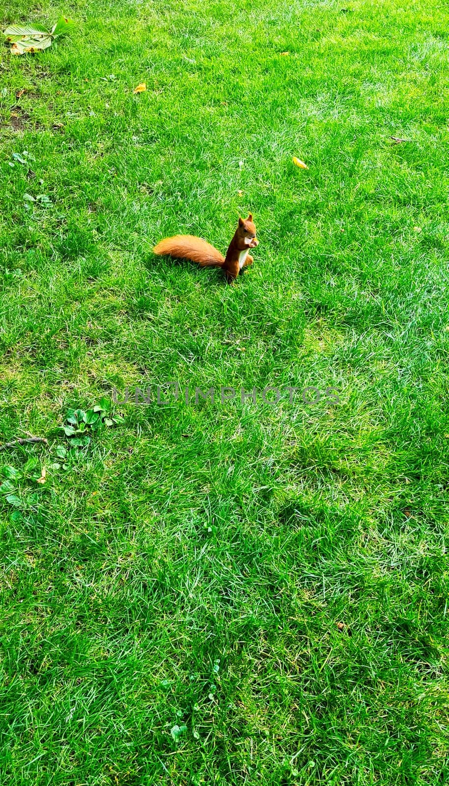 Wild red squirrel or Eurasian red squirrel (Sciurus vulgaris) in Kampinos National Park, Masovia, Poland