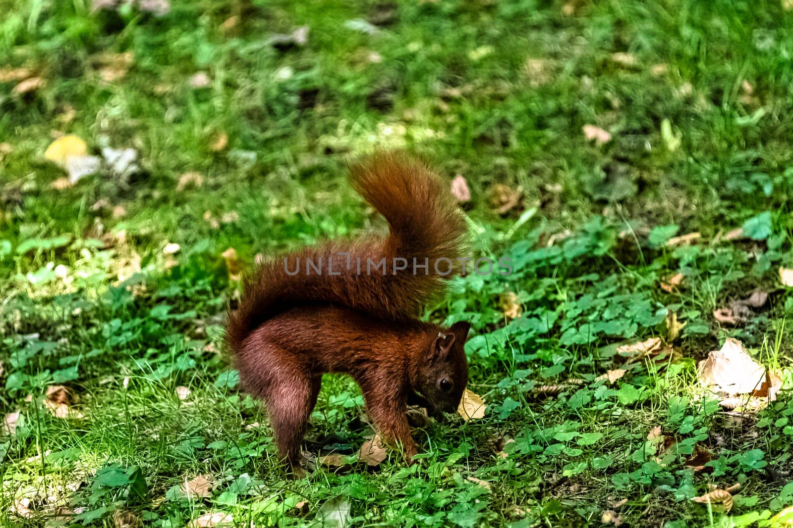 Wild red squirrel or Eurasian red squirrel (Sciurus vulgaris) in Kampinos National Park, Masovia, Poland