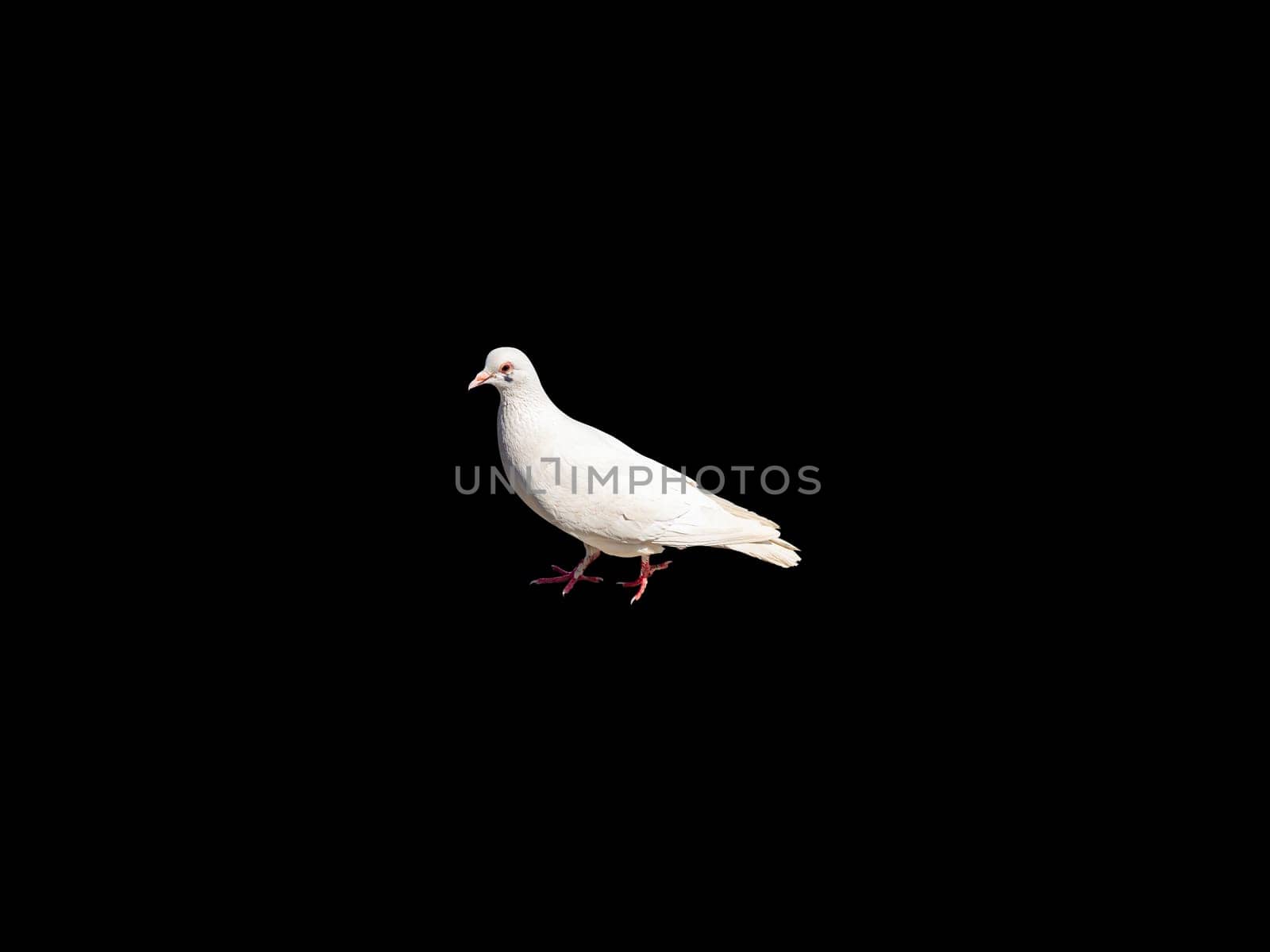 White dove bird isolated on a black background. Feathered birds. White doves. Black background. Pigeon mail. The animal world. Background image.
