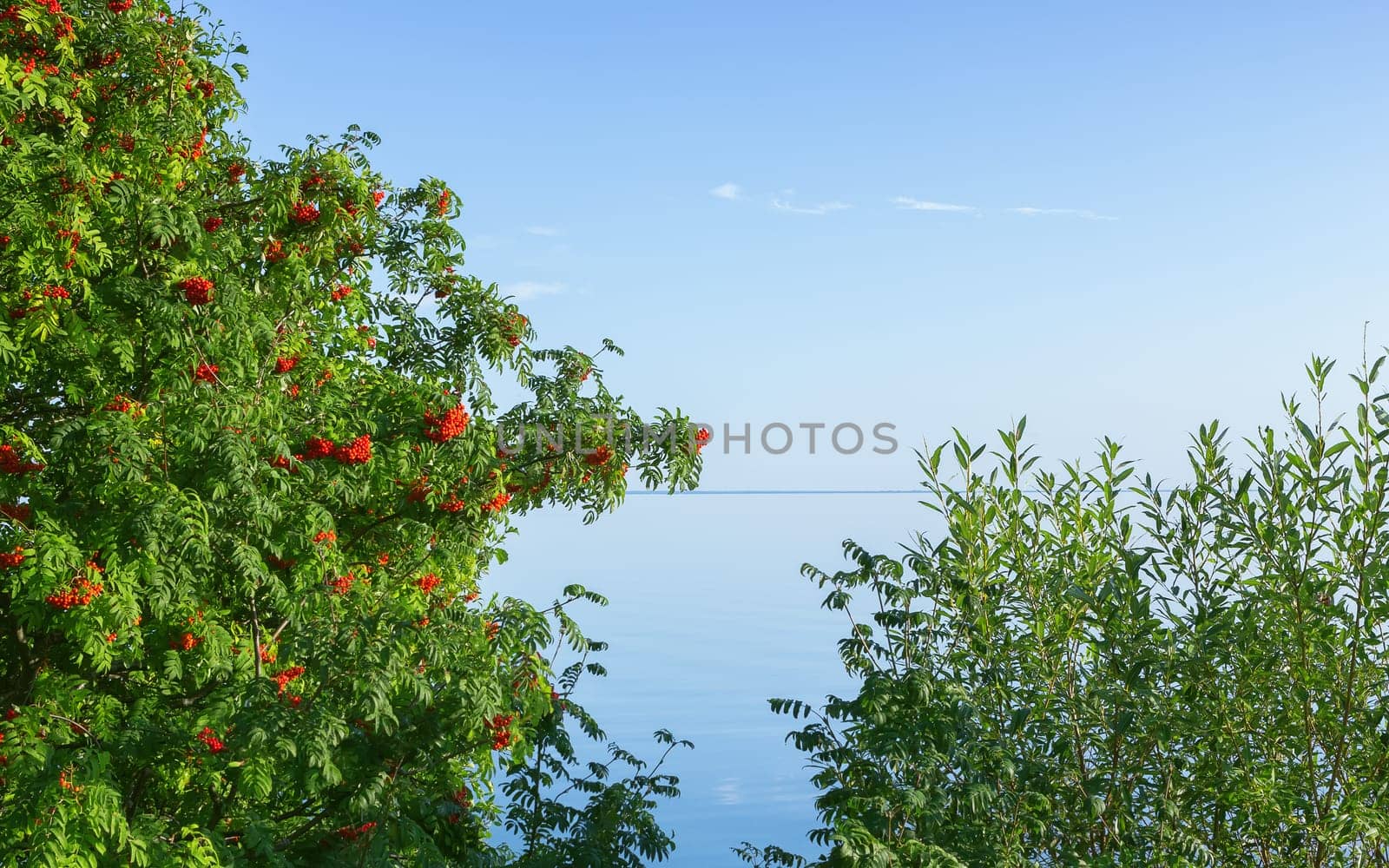 Tree of mountain ash with berries (Sorbus aucuparia) and willow shrub against the blue sky over the lake on a sunny summer day. Natural background with copy space. Russia.