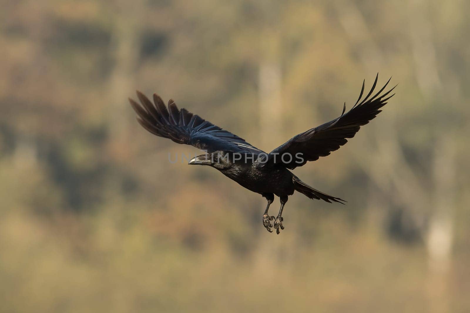 Common raven, corvus corax, flying in autumn nature with blurred background. Dark feathered animal in flight in fall. Black crow with spread wings in orange wilderness.