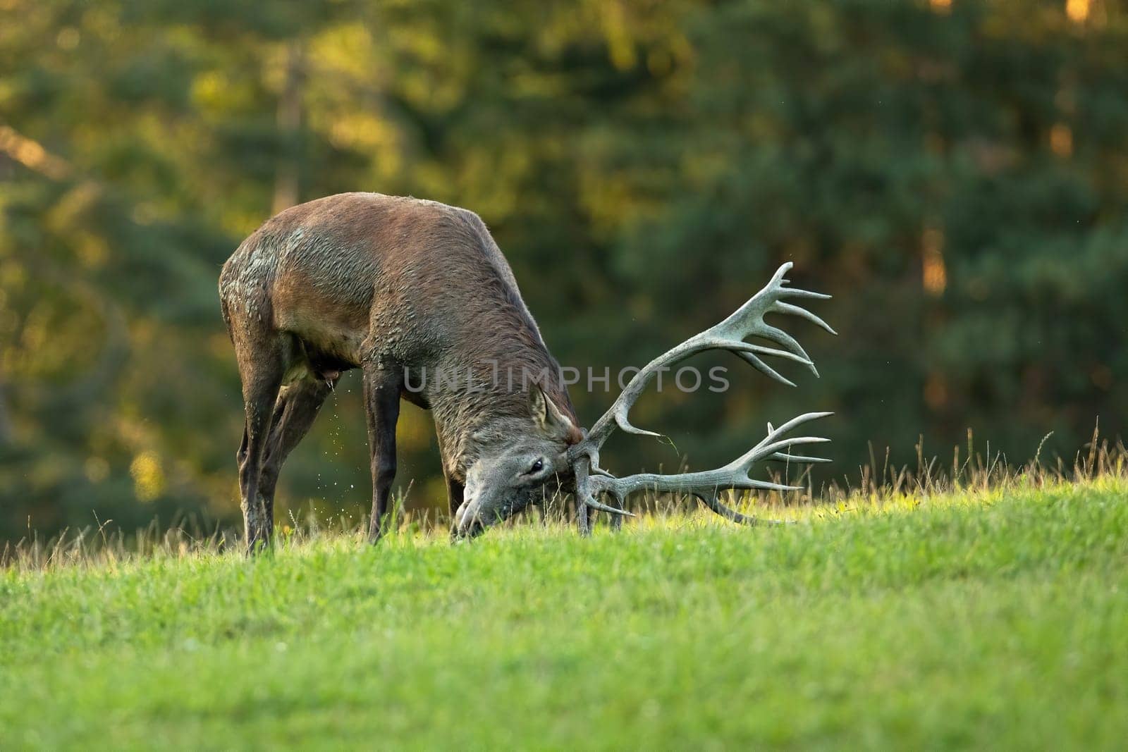 Red deer, cervus elaphus, marking territory with antlers on meadow in rutting season. Wild stag digging with head on grass in sunlight. Male mammal standing on glade.
