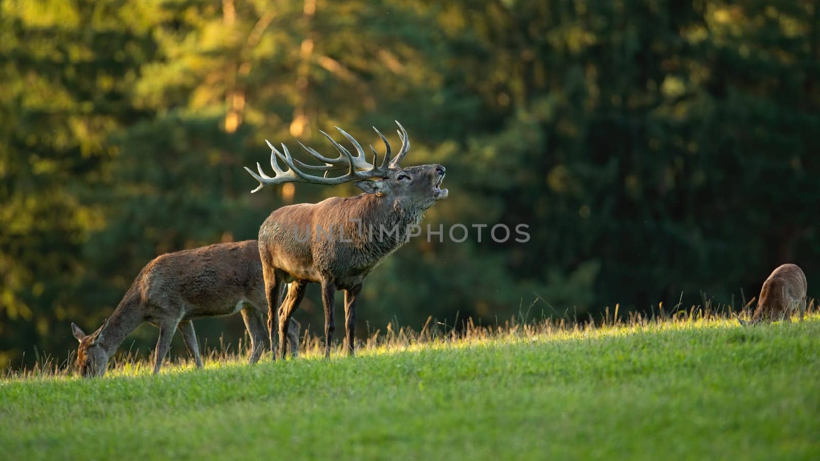 Red deer, cervus elaphus, roaring on grassland in sunny rutting season. Stag bellowing on glade with female in background. Antlered mammal standing on pasture.