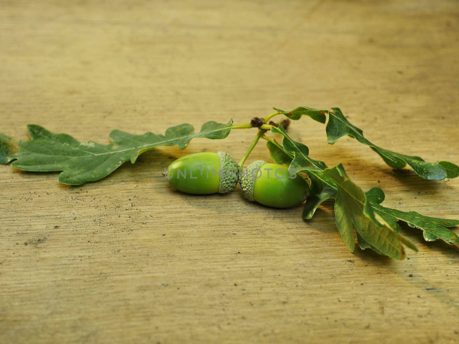 oak branch with green acorns on a wooden surface still life