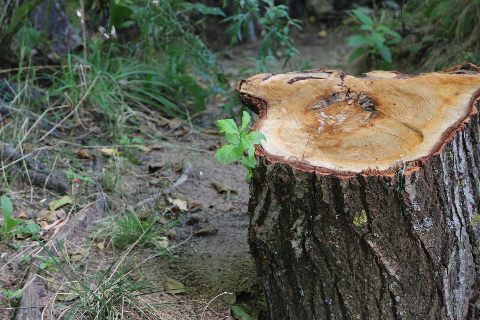 small green sprout of willow on a sawn tree stump, camera in motion close-up