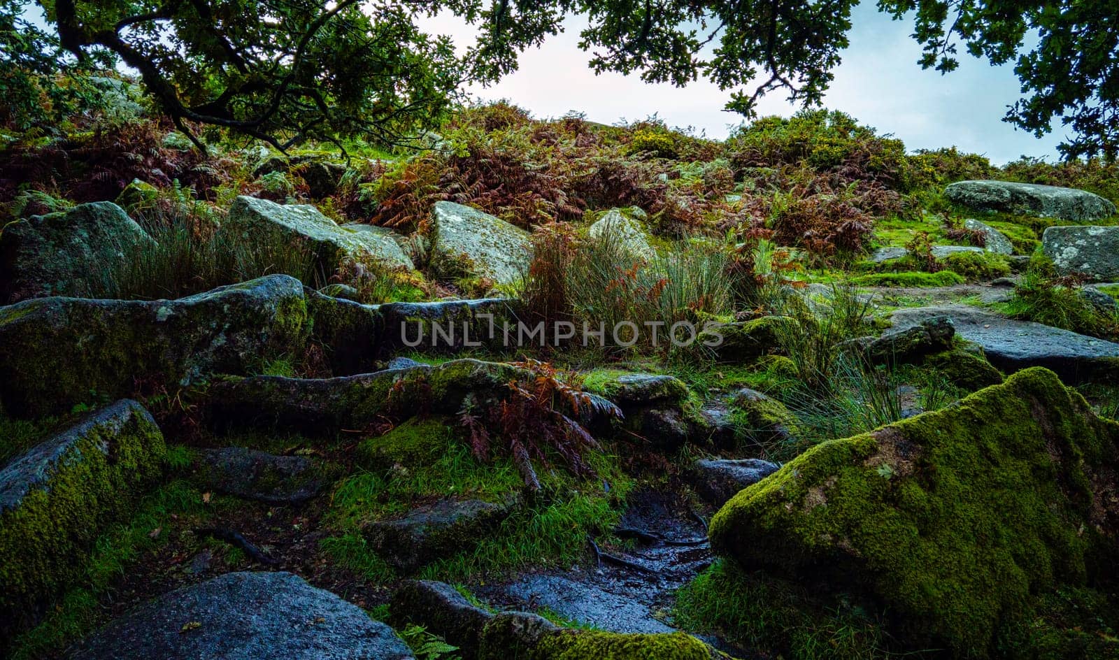 Wistman's Wood National Nature Reserve - mystic high-altitude oakwood on valley of the West Dart River, Dartmoor, Devon, United Kingdom