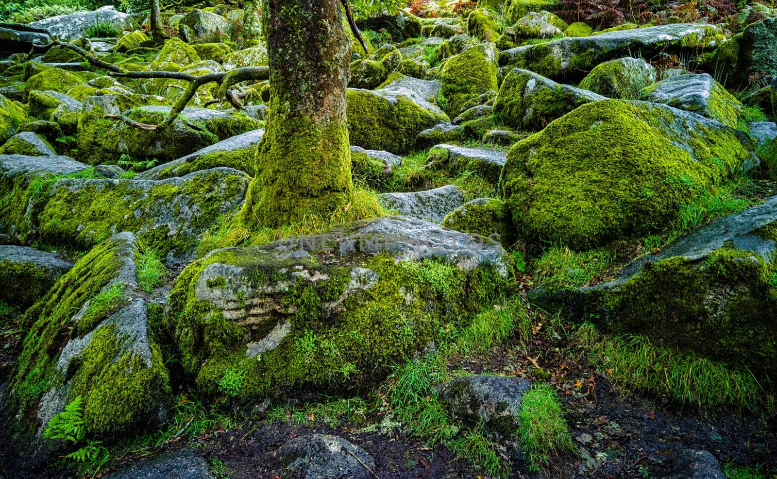 Wistman's Wood National Nature Reserve - mystic high-altitude oakwood on valley of the West Dart River, Dartmoor, Devon, United Kingdom