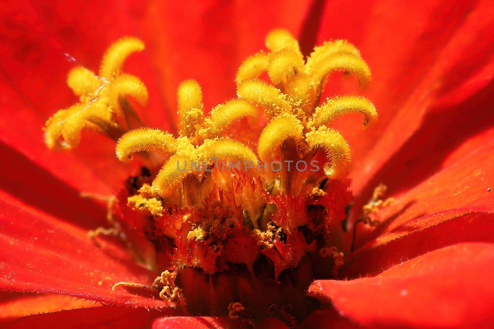Macro of the center of a red zinnia flower.