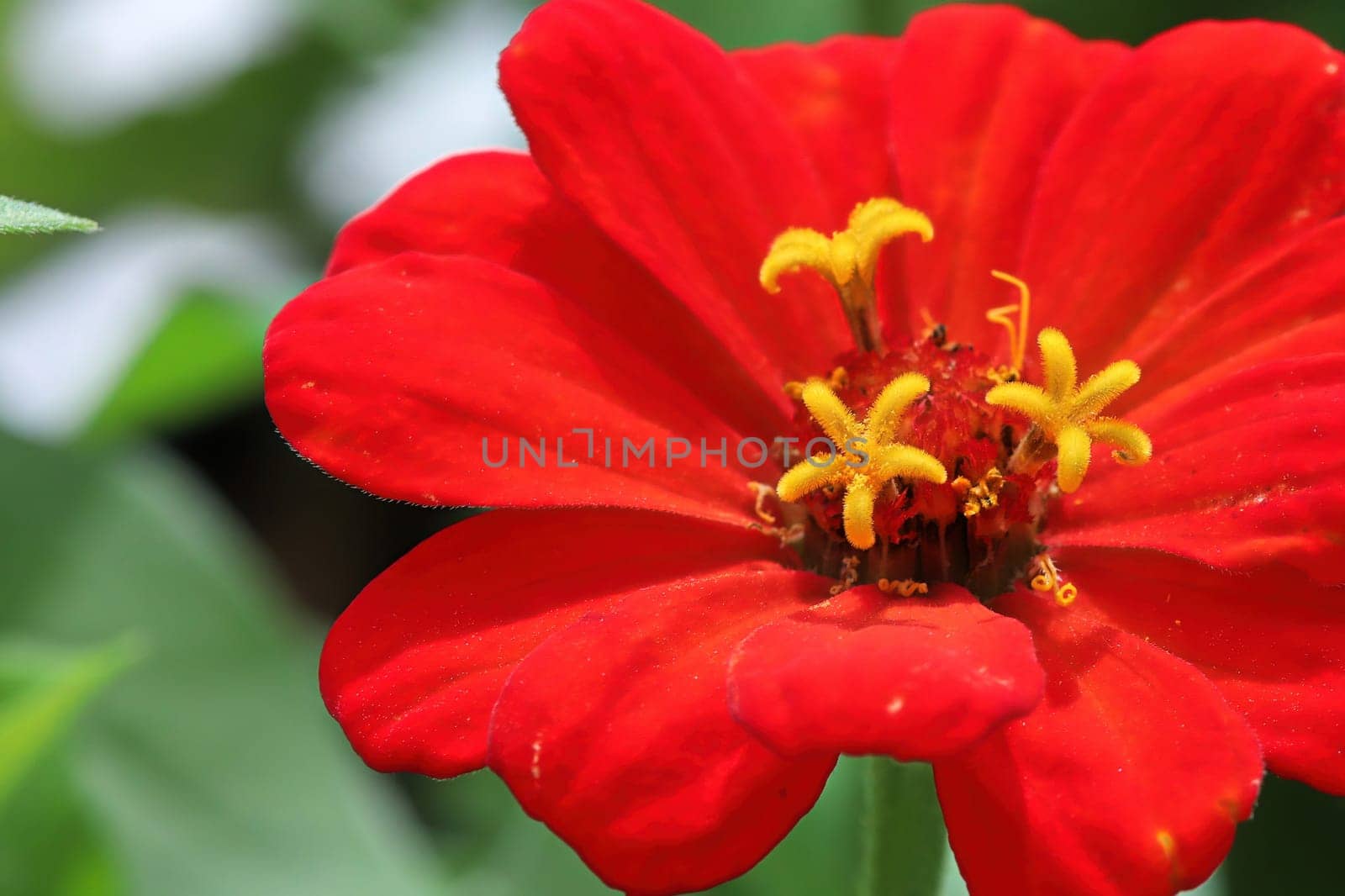 Macro background of a red zinnia flower.