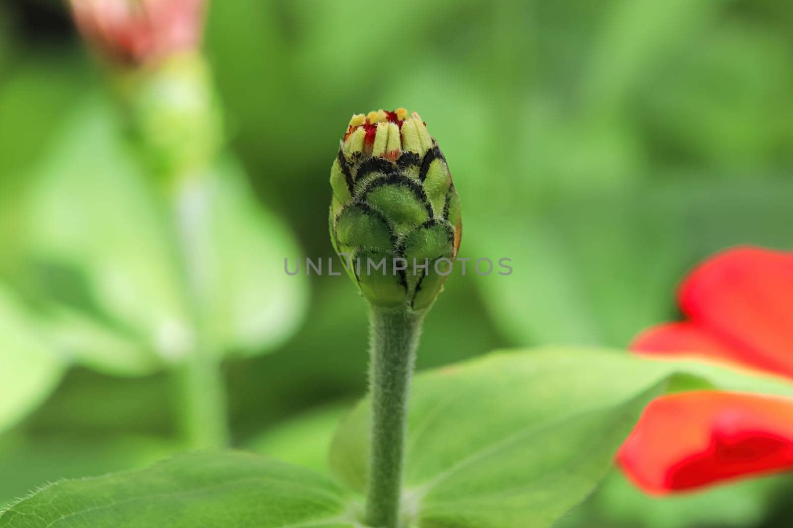 Closeup of a closed zinnia flower bud.