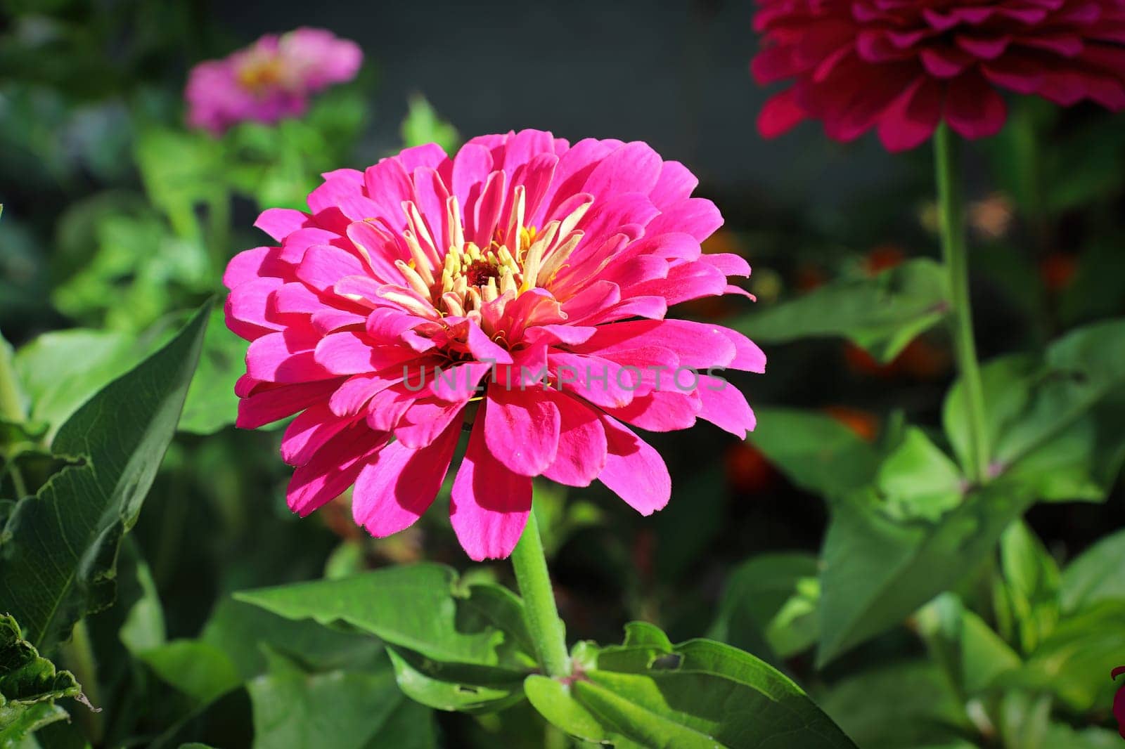 Closeup of a pink zinnia flower against leaves.