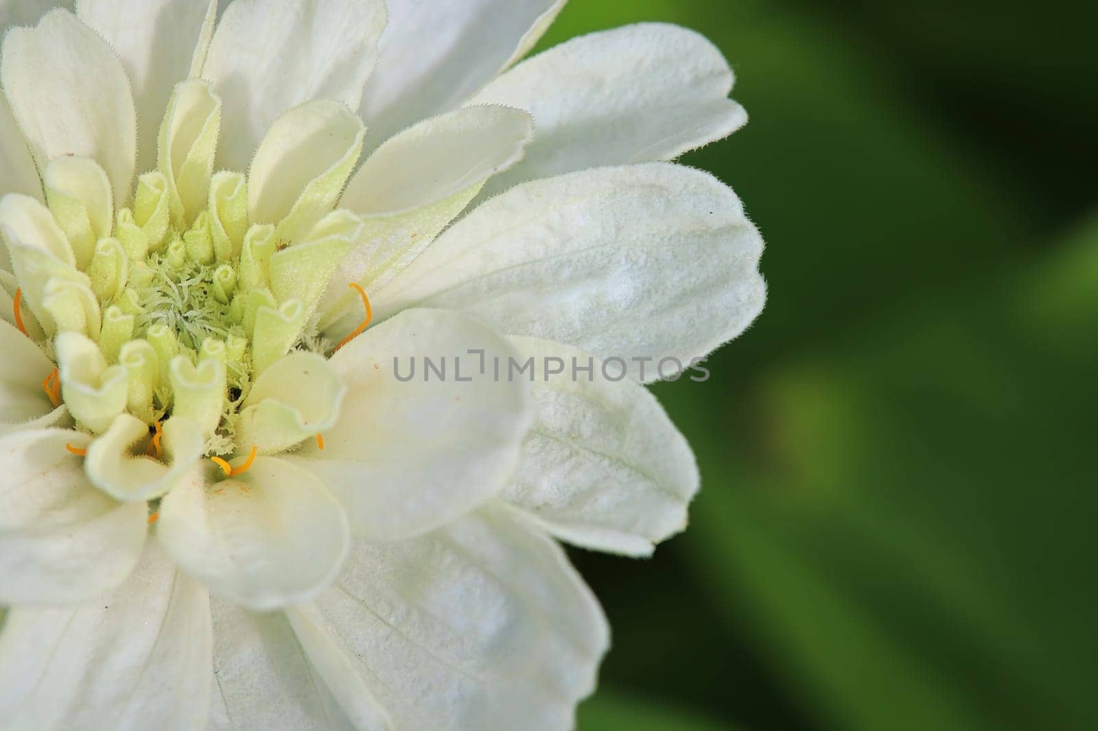 Macro background of a white zinnia flower.