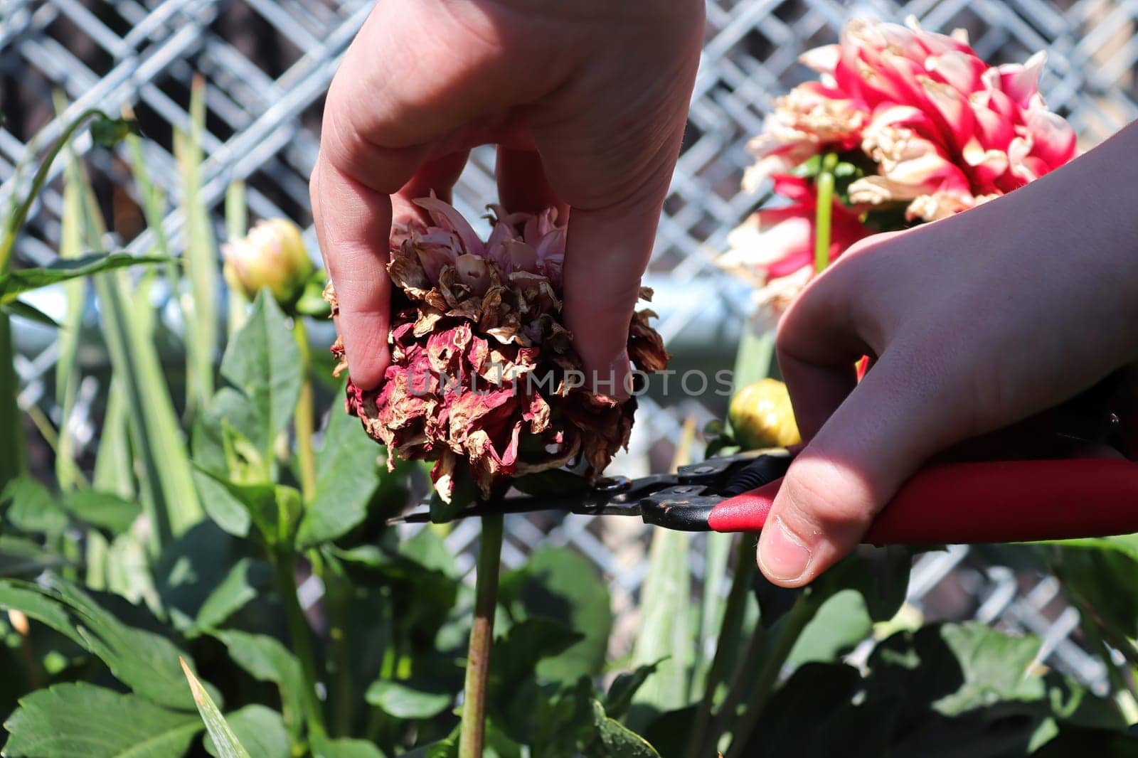 Deadheading and clipping back spent dahlia flowers.