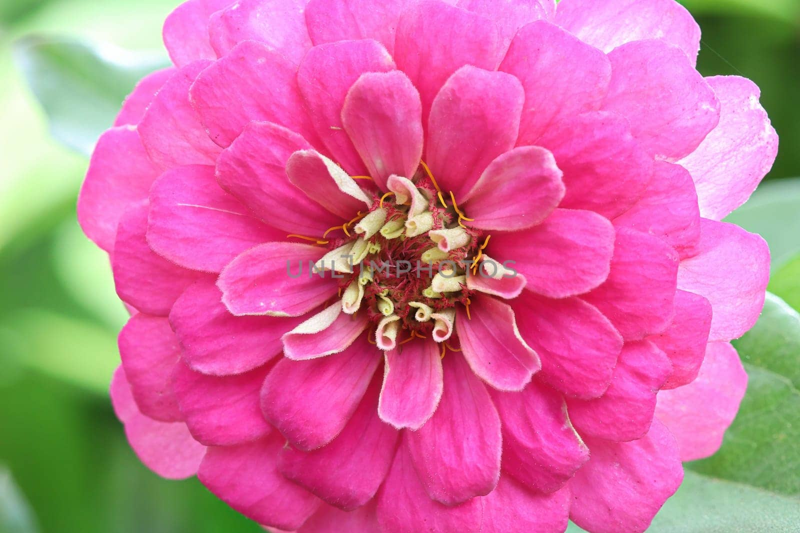 Macro background of a pink zinnia flower.