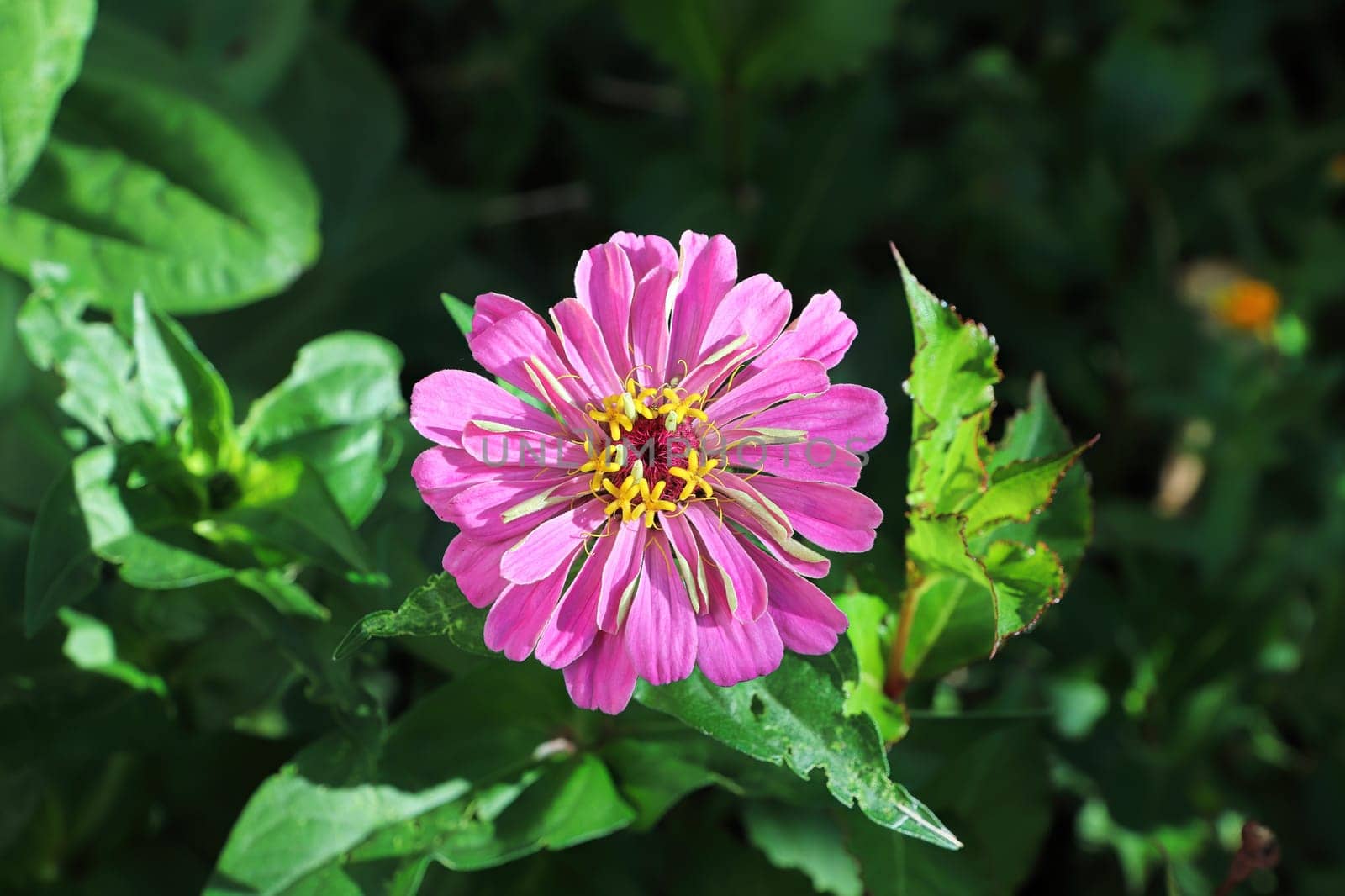 Closeup of a pink zinnia flower against leaves.