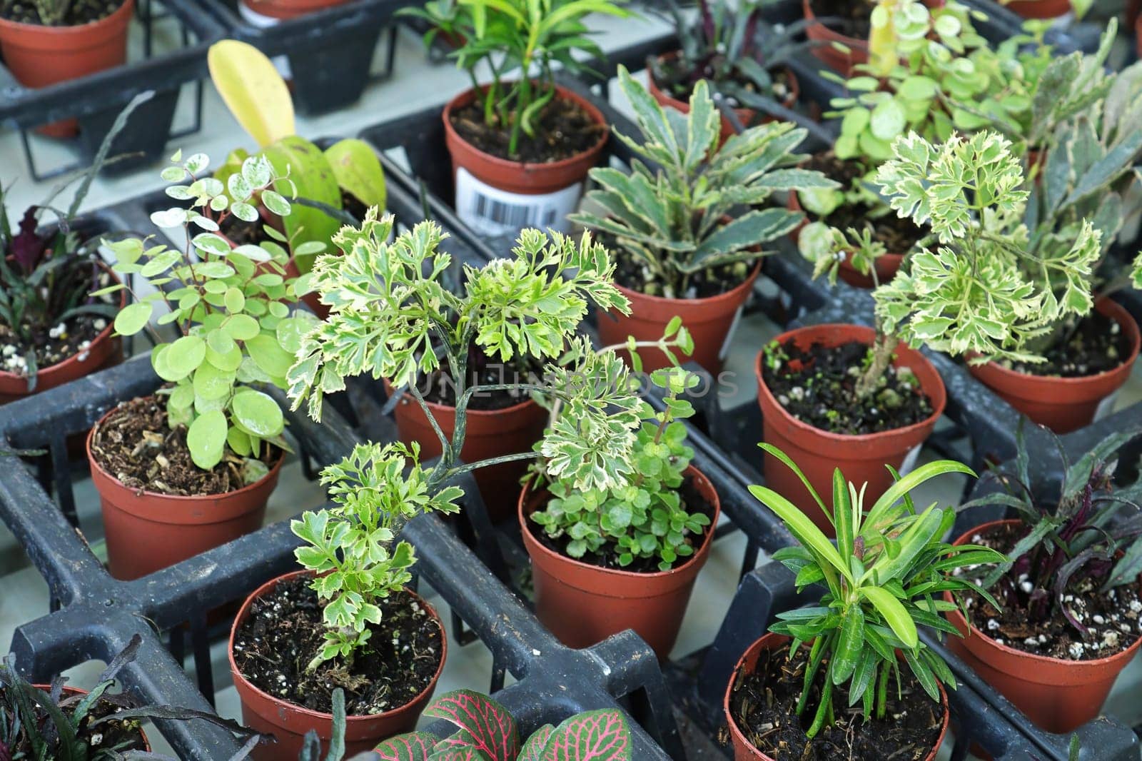 View of tiny mixed tropicals in small pots.